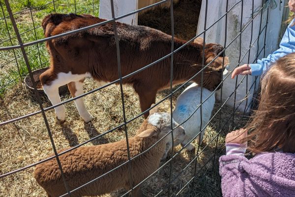 Our Baby Farm Animals Event!